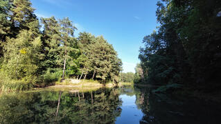 Die 5 Elemente am Waldfloss Biberspur
