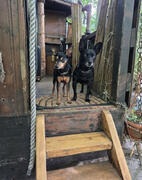 Wald Boot Hunde